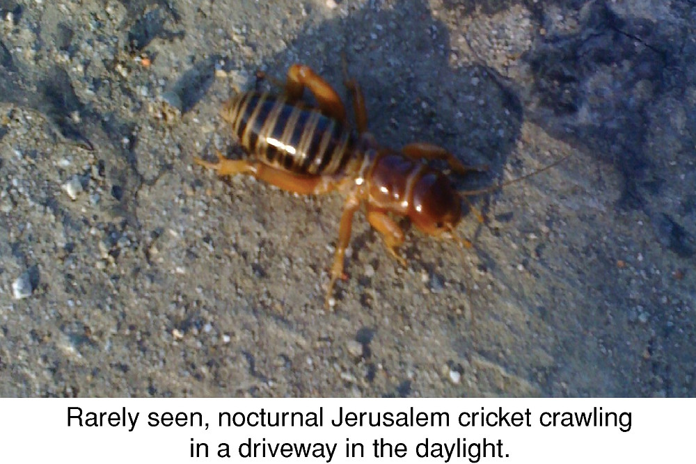 Detail Image Of A Potato Bug Nomer 49