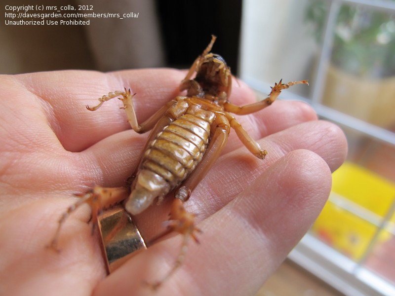 Detail Image Of A Potato Bug Nomer 50