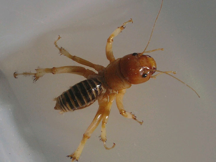 Detail Image Of A Potato Bug Nomer 51