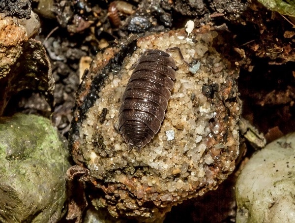 Detail Image Of A Potato Bug Nomer 52