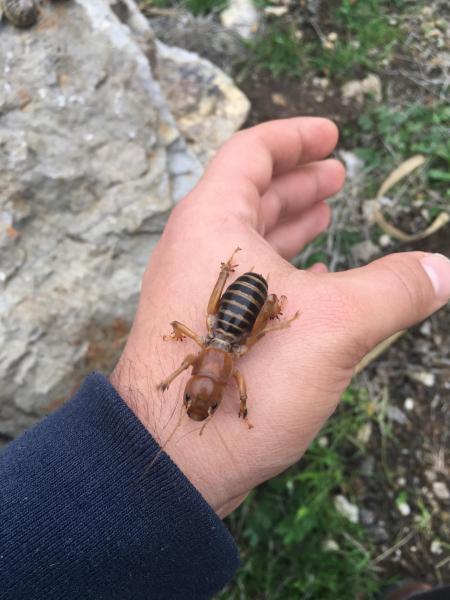 Detail Image Of A Potato Bug Nomer 7