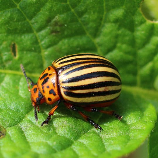 Detail Image Of A Potato Bug Nomer 8