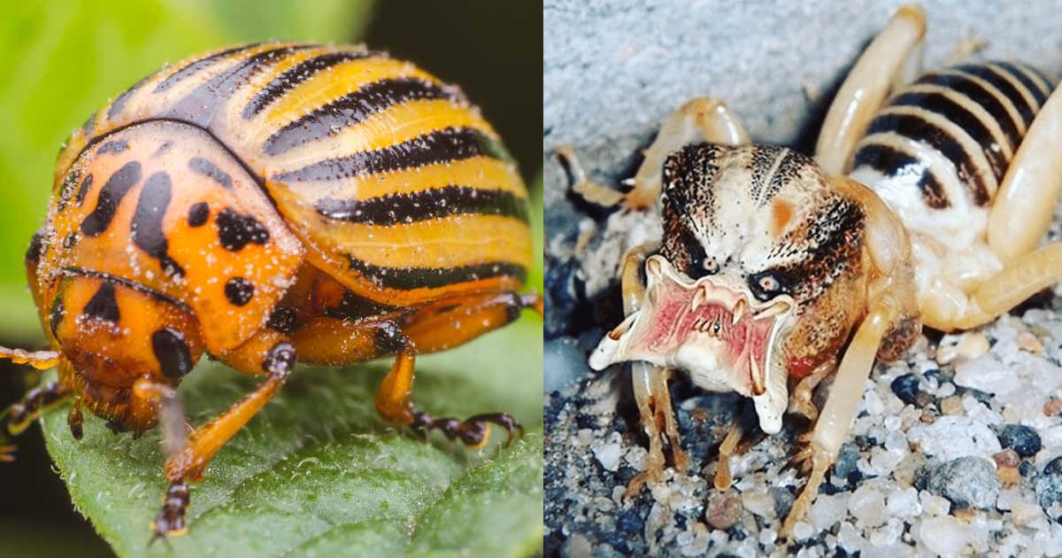 Detail Image Of A Potato Bug Nomer 9