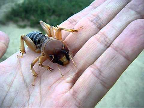 Detail Image Of A Potato Bug Nomer 10
