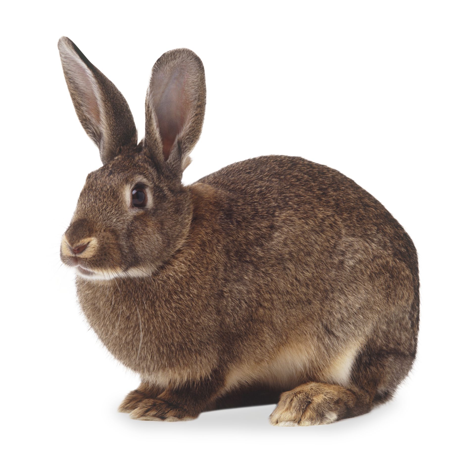Detail Image Of A Rabbit Nomer 12