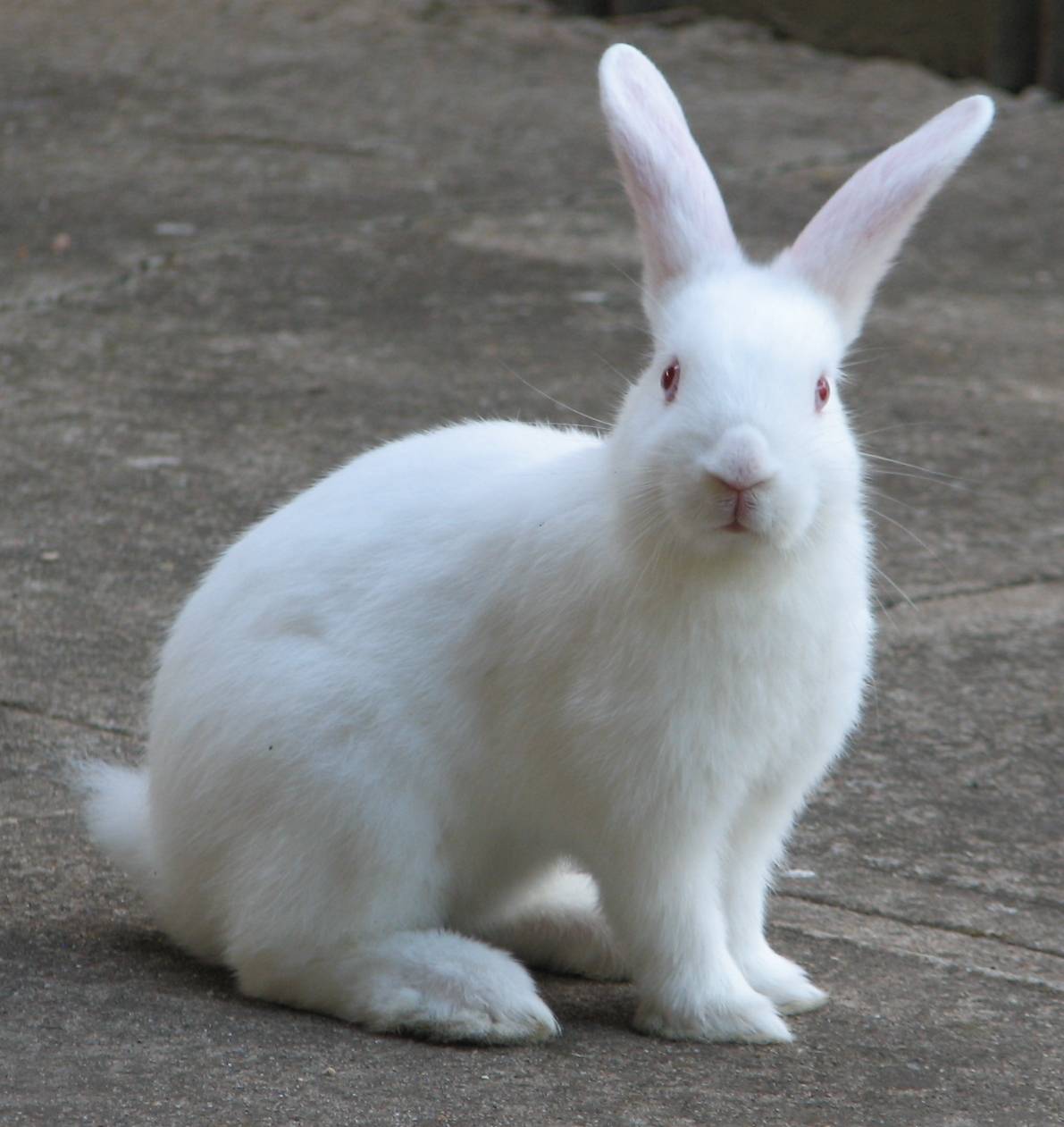 Detail Image Of A Rabbit Nomer 16
