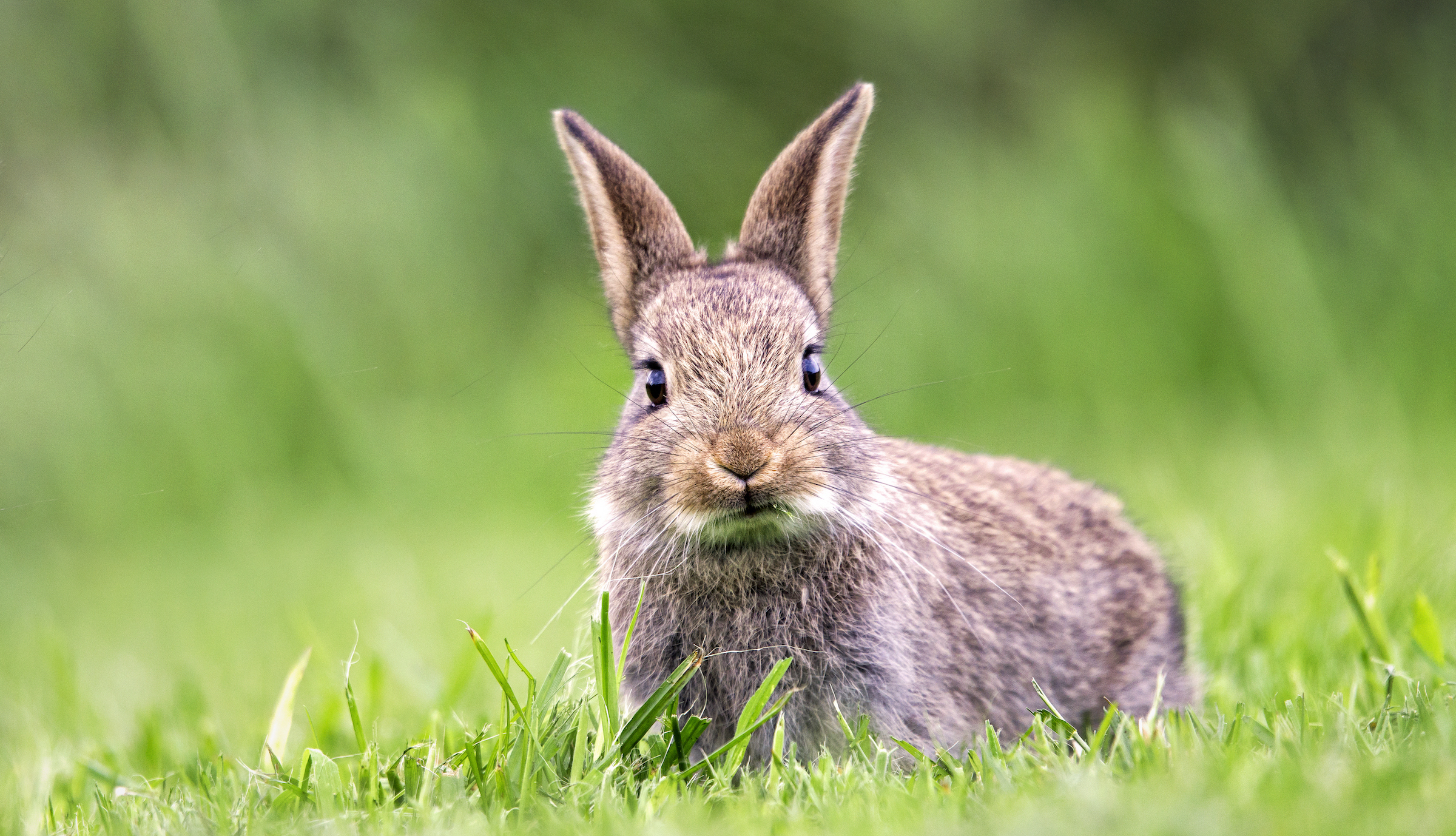 Detail Image Of A Rabbit Nomer 17
