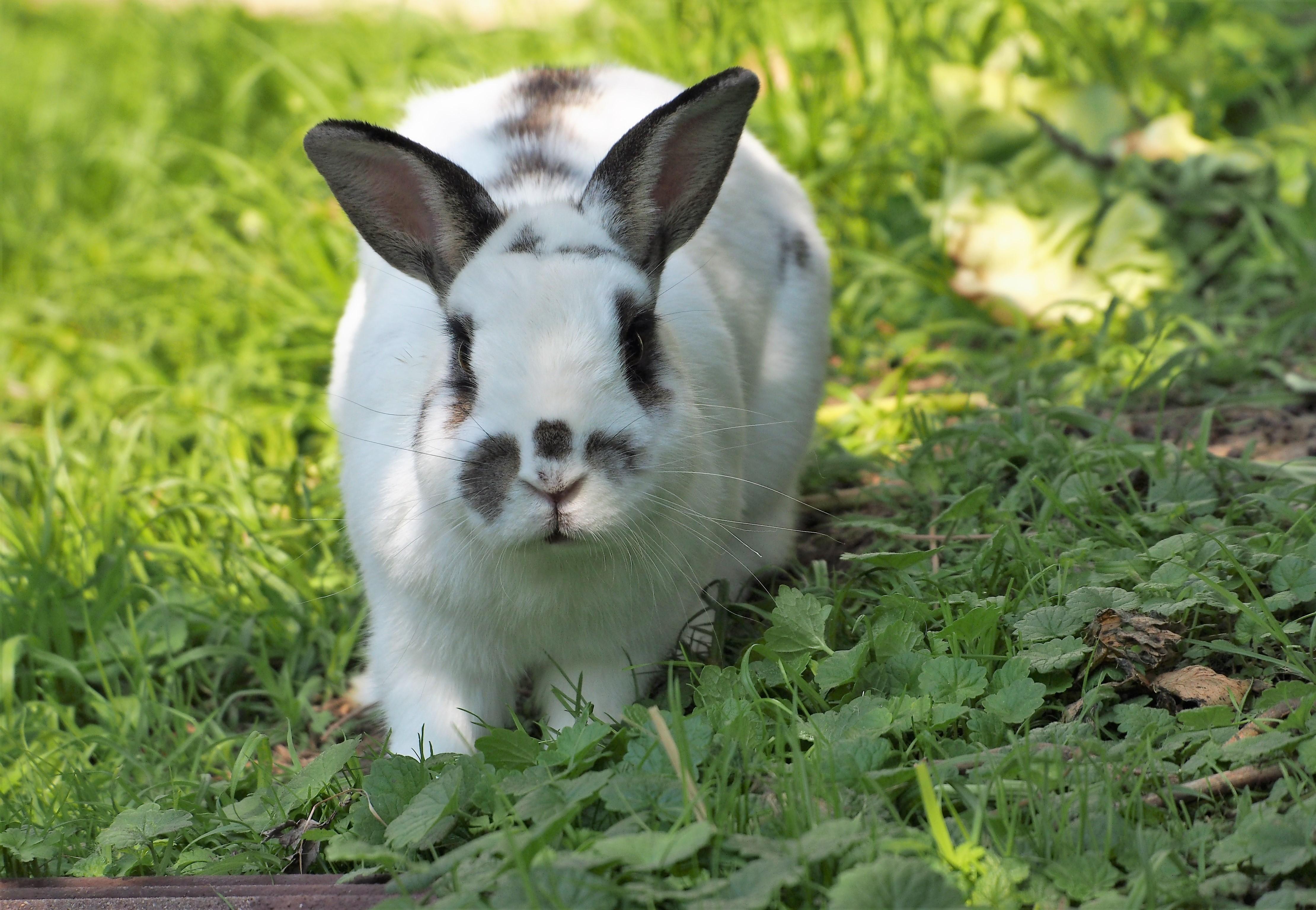 Detail Image Of A Rabbit Nomer 18