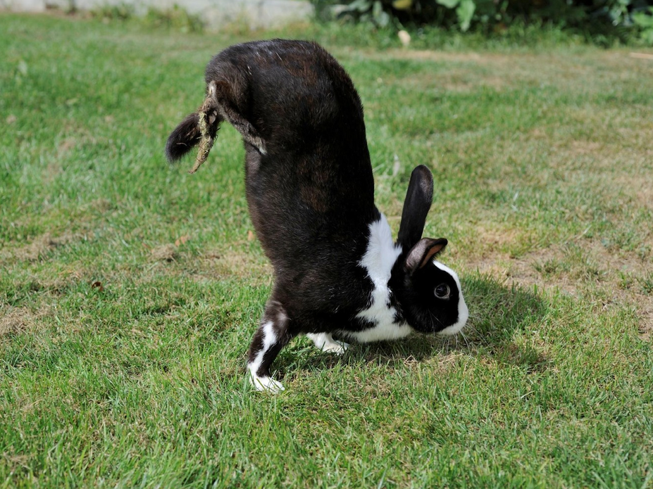 Detail Image Of A Rabbit Nomer 19