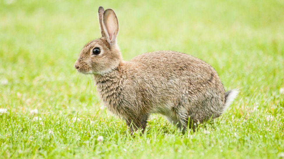 Detail Image Of A Rabbit Nomer 20