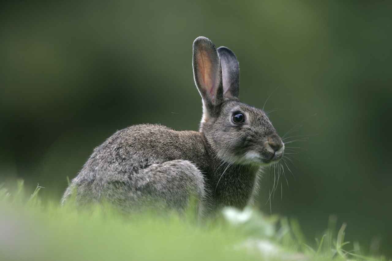 Detail Image Of A Rabbit Nomer 22
