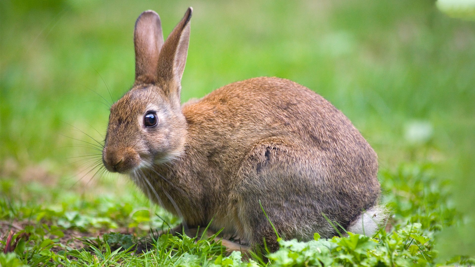 Detail Image Of A Rabbit Nomer 26