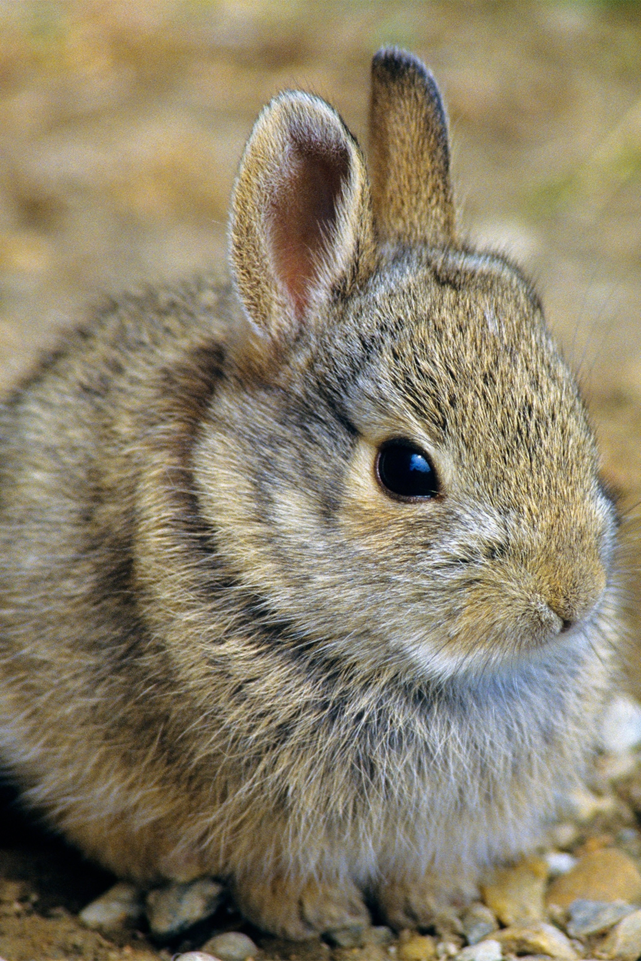Detail Image Of A Rabbit Nomer 31