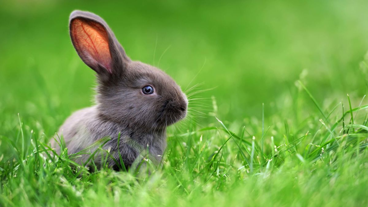 Detail Image Of A Rabbit Nomer 32