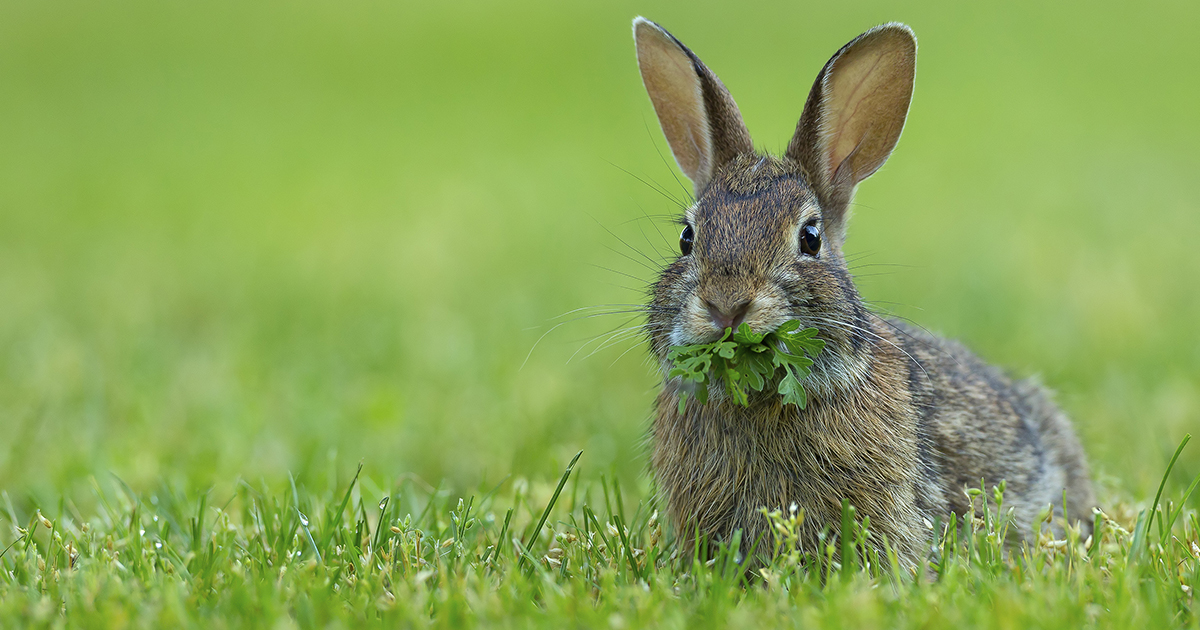 Detail Image Of A Rabbit Nomer 33