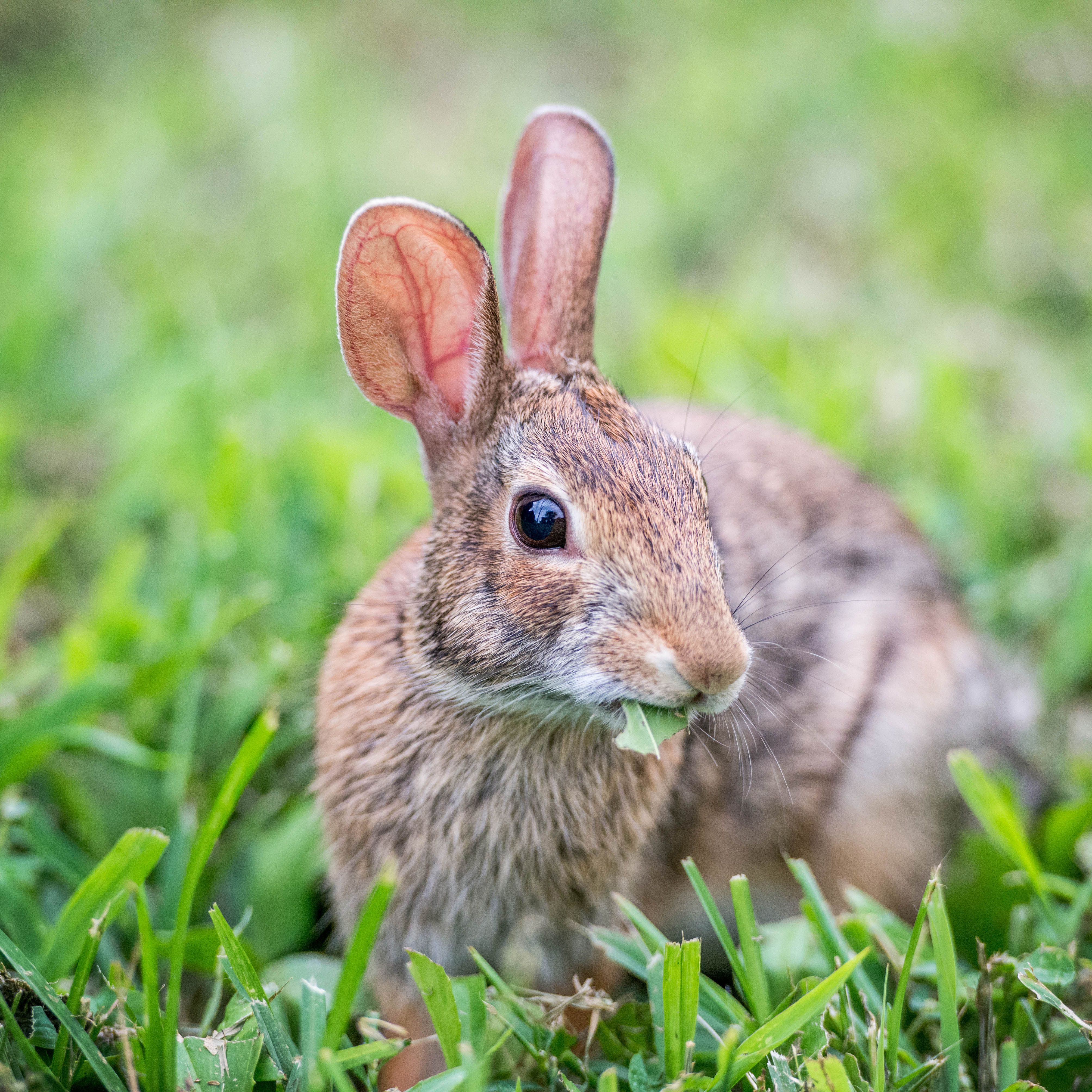 Detail Image Of A Rabbit Nomer 38