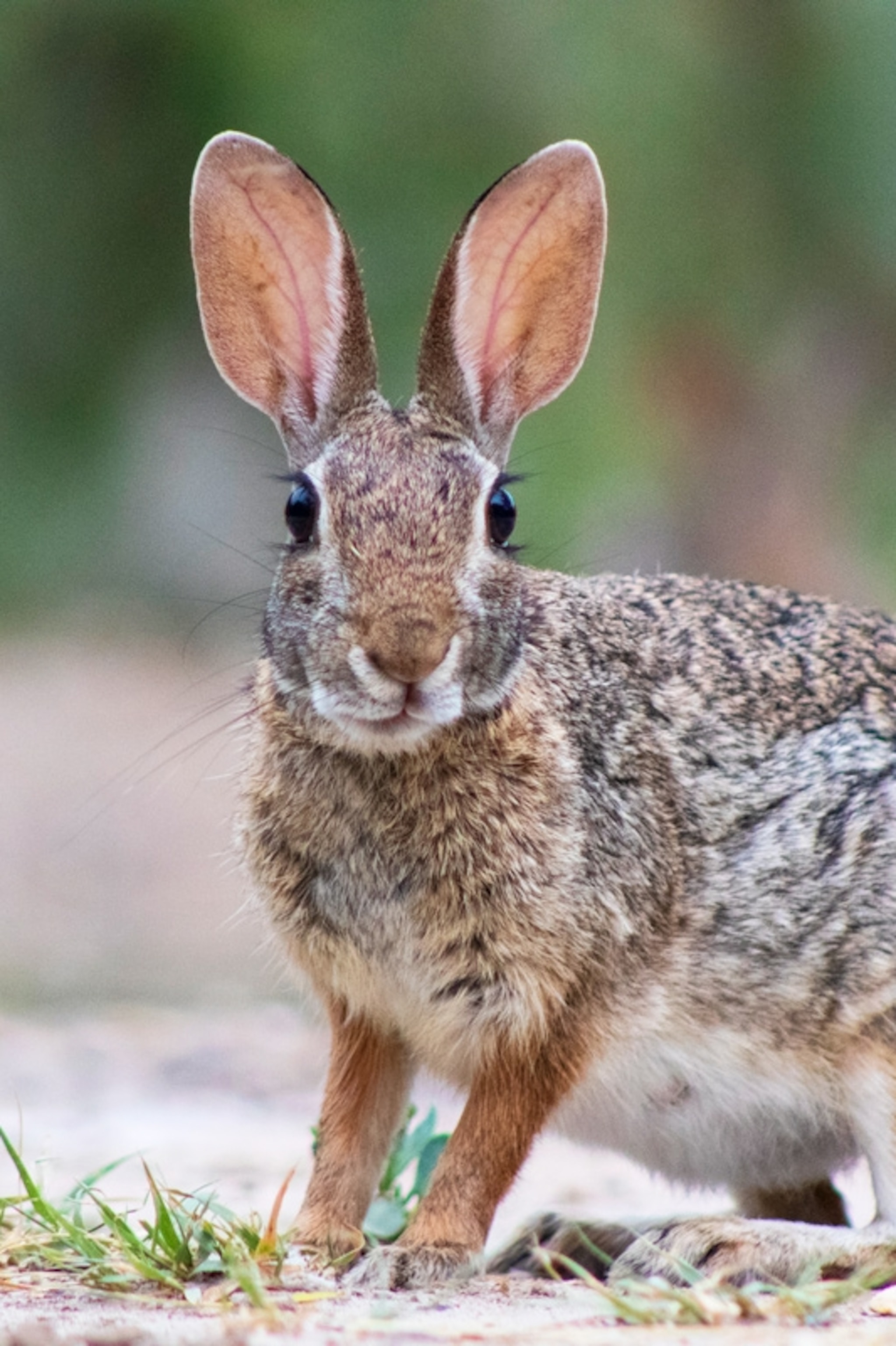 Detail Image Of A Rabbit Nomer 41