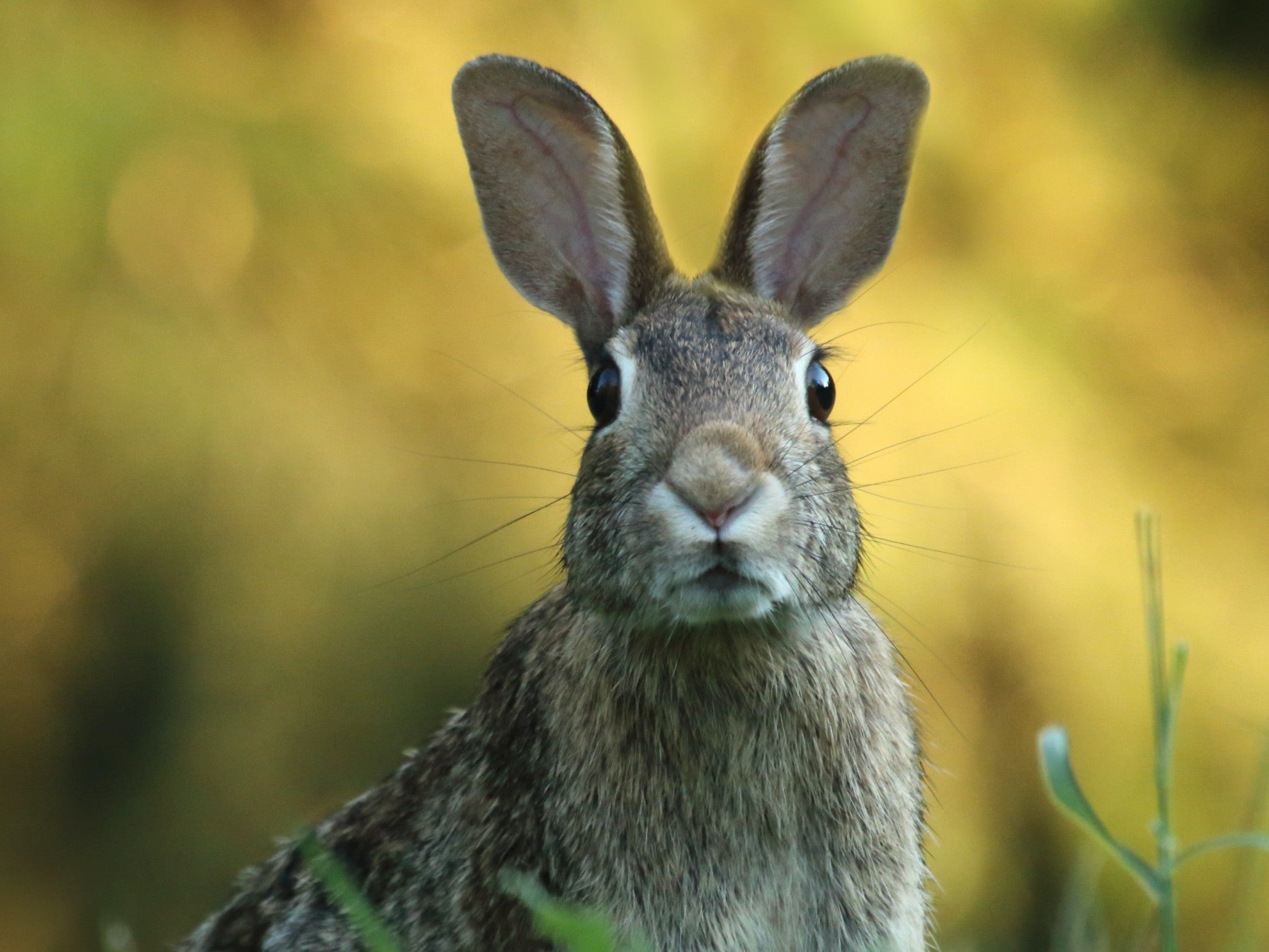 Detail Image Of A Rabbit Nomer 43