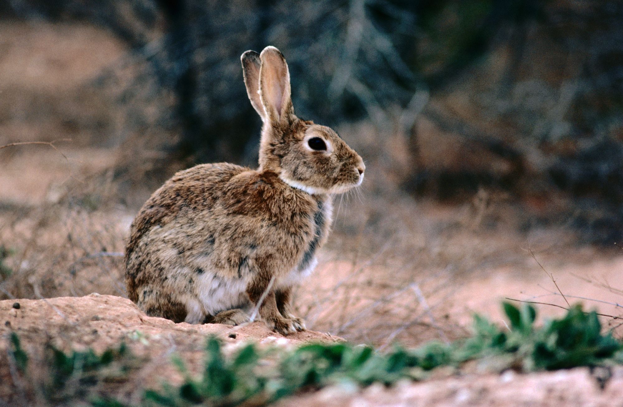 Detail Image Of A Rabbit Nomer 45