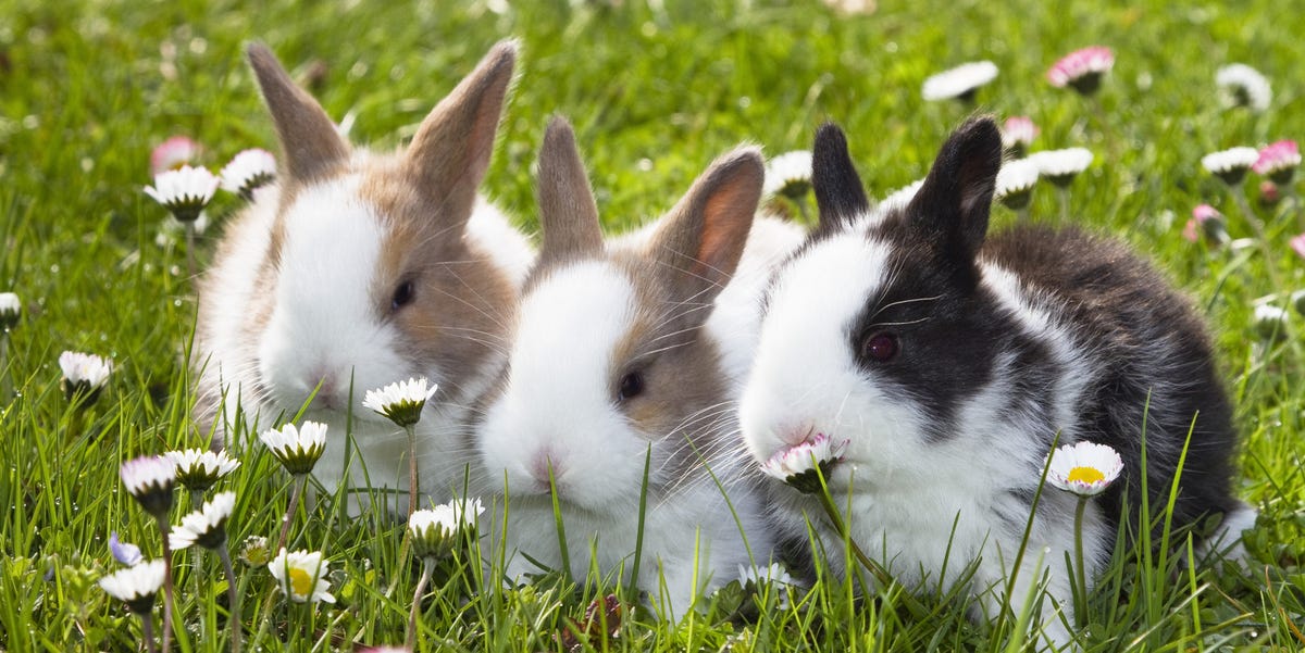 Detail Image Of A Rabbit Nomer 47