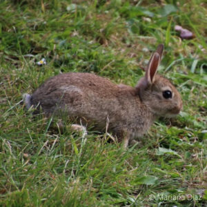 Detail Image Of A Rabbit Nomer 48