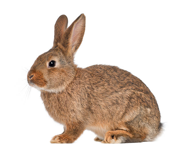 Detail Image Of A Rabbit Nomer 6