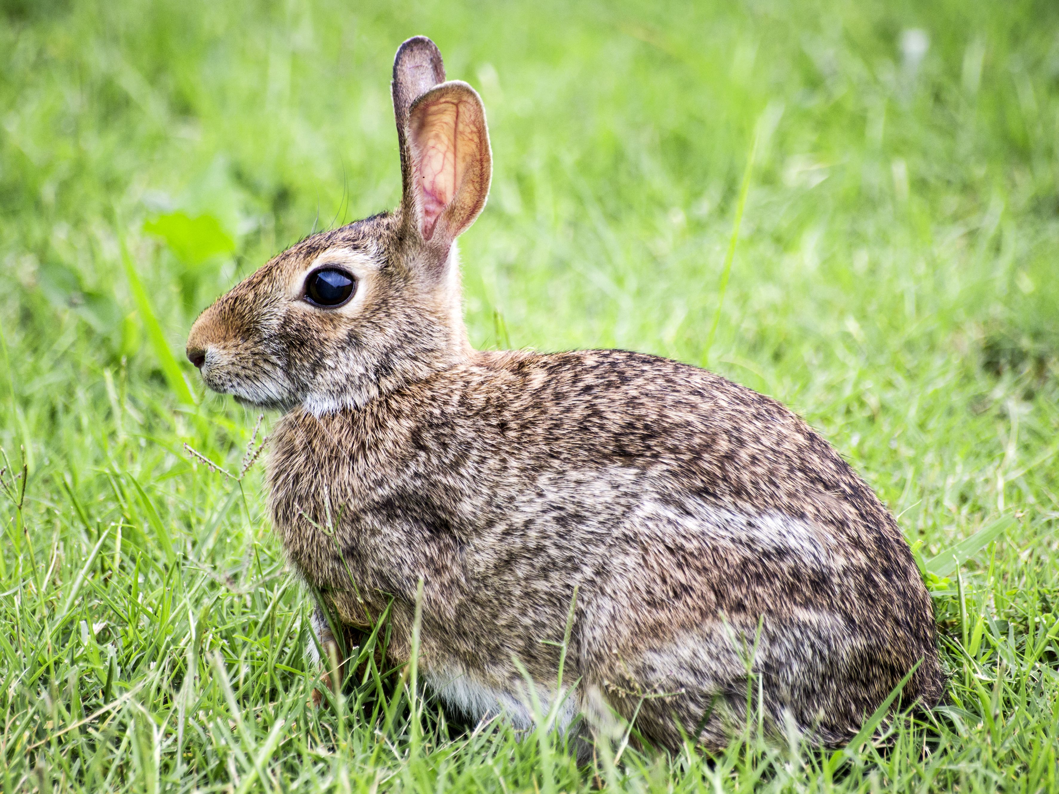 Detail Image Of A Rabbit Nomer 49