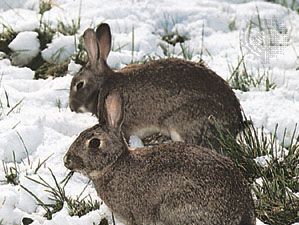 Detail Image Of A Rabbit Nomer 51
