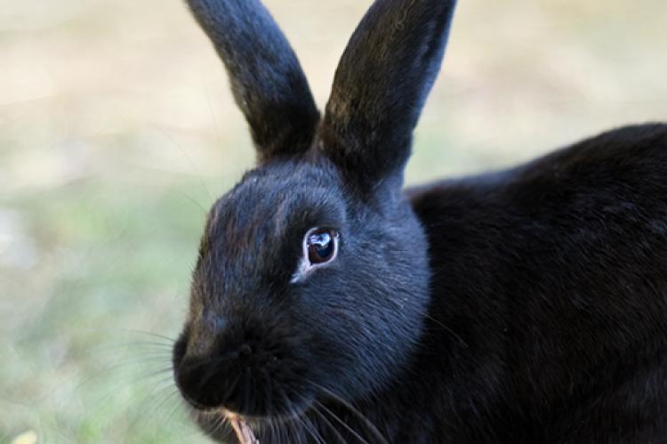 Detail Image Of A Rabbit Nomer 52