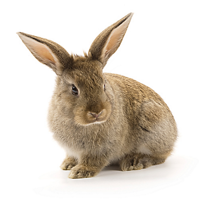 Detail Image Of A Rabbit Nomer 56