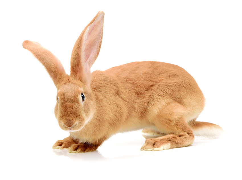 Detail Image Of A Rabbit Nomer 58
