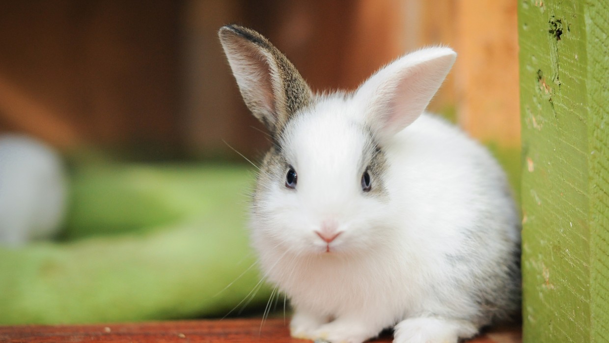 Detail Image Of A Rabbit Nomer 7