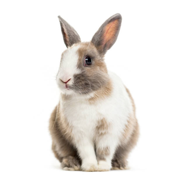 Detail Image Of A Rabbit Nomer 8