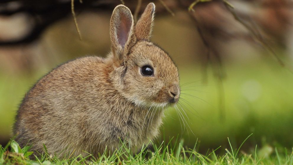 Detail Image Of A Rabbit Nomer 9