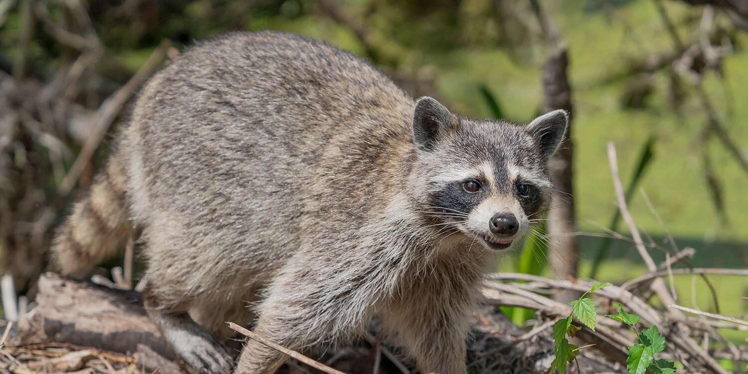 Detail Image Of A Raccoon Nomer 31