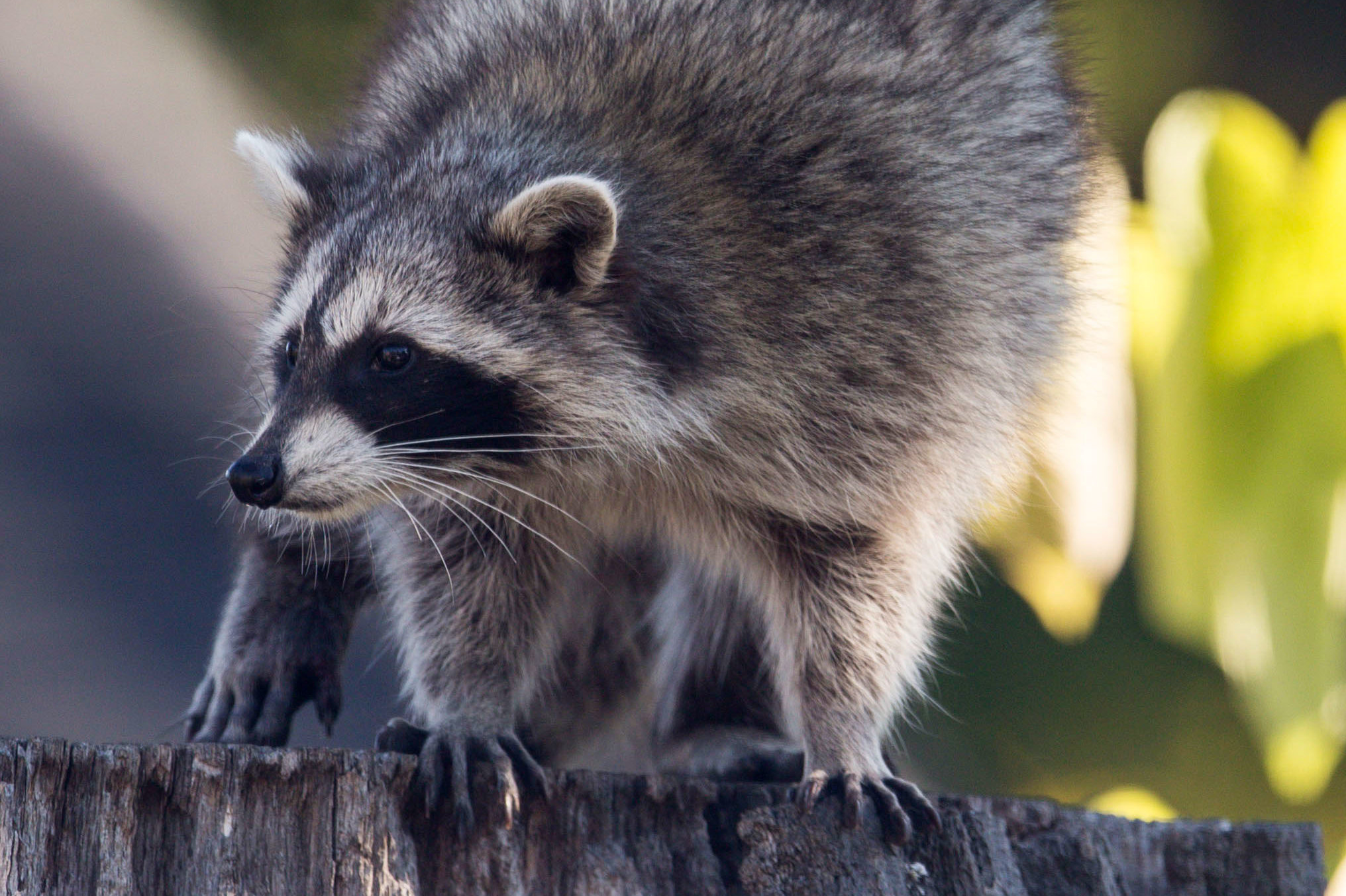 Detail Image Of A Raccoon Nomer 5