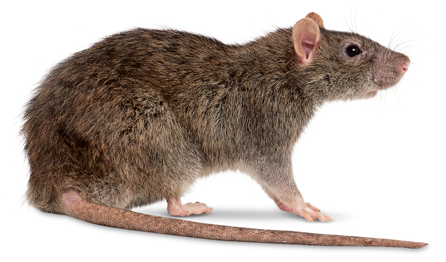 Image Of A Rat - KibrisPDR