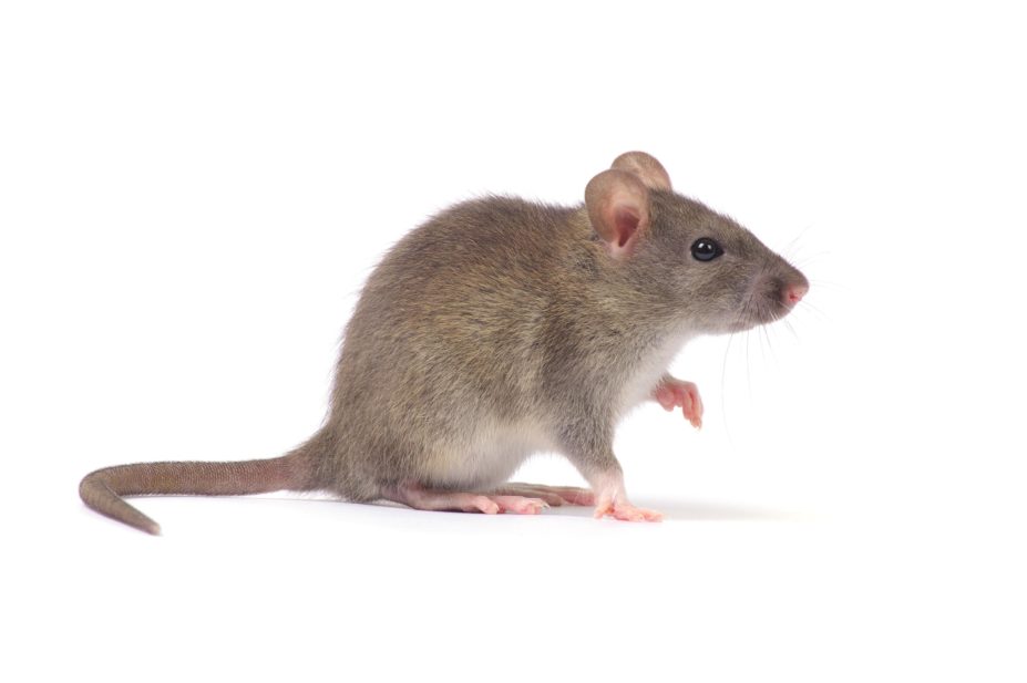 Detail Image Of A Rat Nomer 15