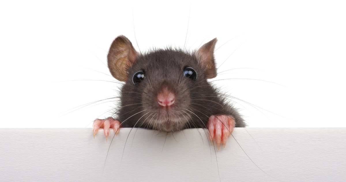 Detail Image Of A Rat Nomer 20