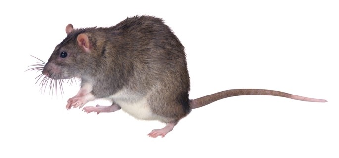 Detail Image Of A Rat Nomer 27