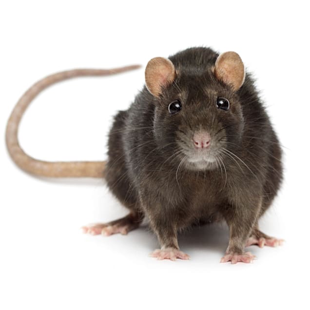 Detail Image Of A Rat Nomer 4