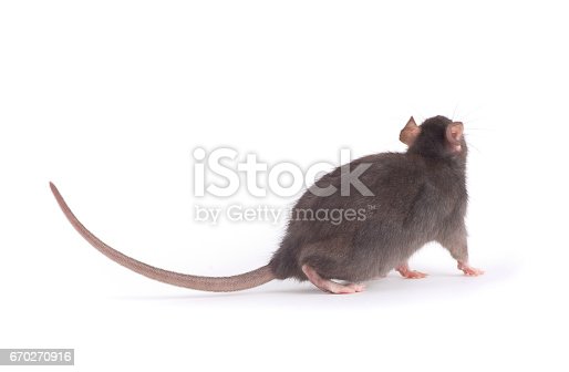 Detail Image Of A Rat Nomer 30