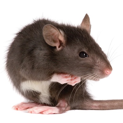 Detail Image Of A Rat Nomer 46