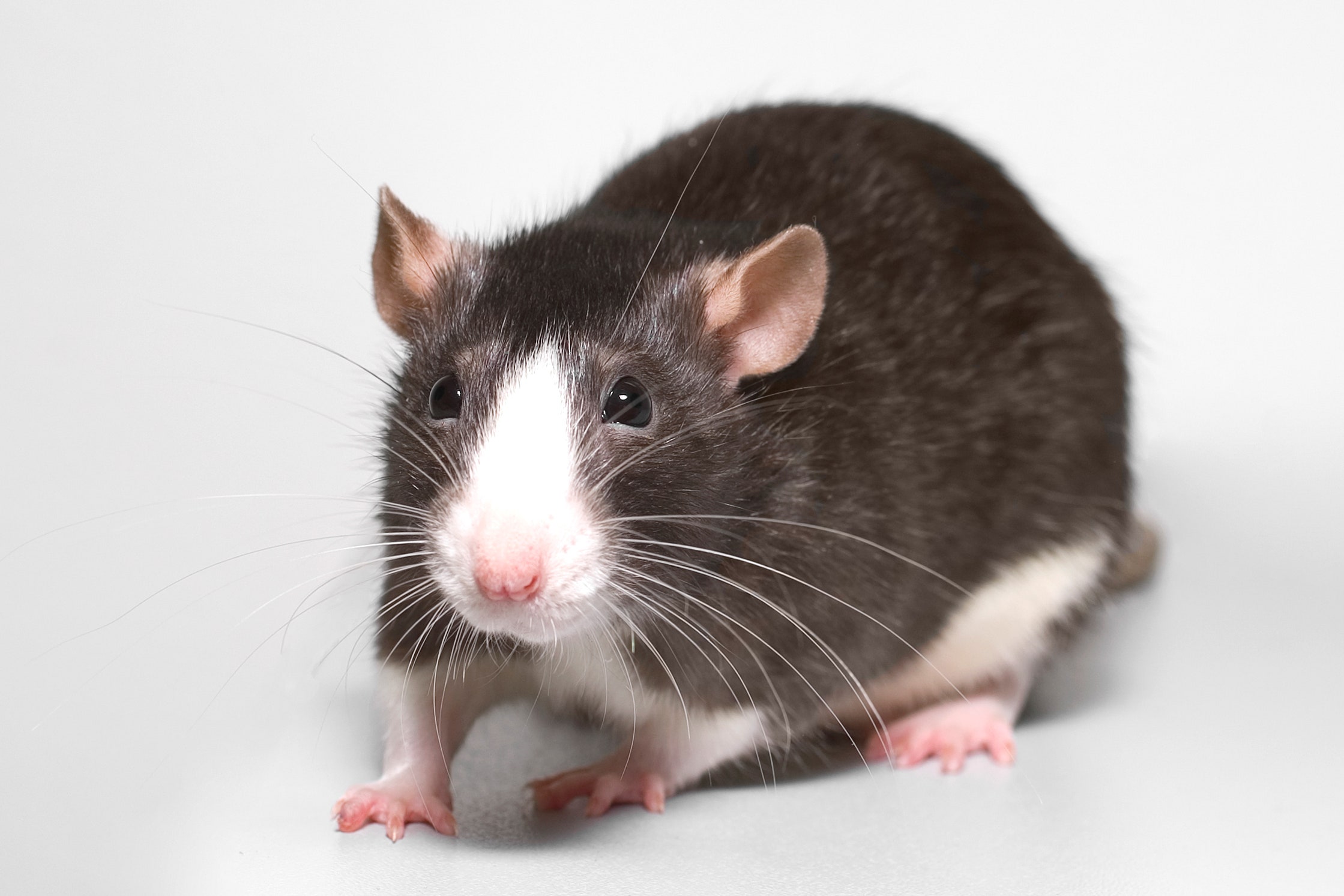 Detail Image Of A Rat Nomer 7