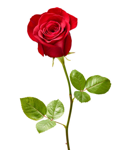 Image Of A Rose - KibrisPDR