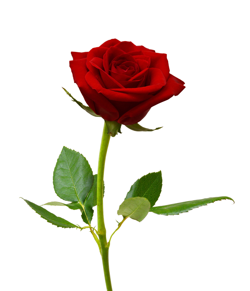 Detail Image Of A Rose Nomer 12