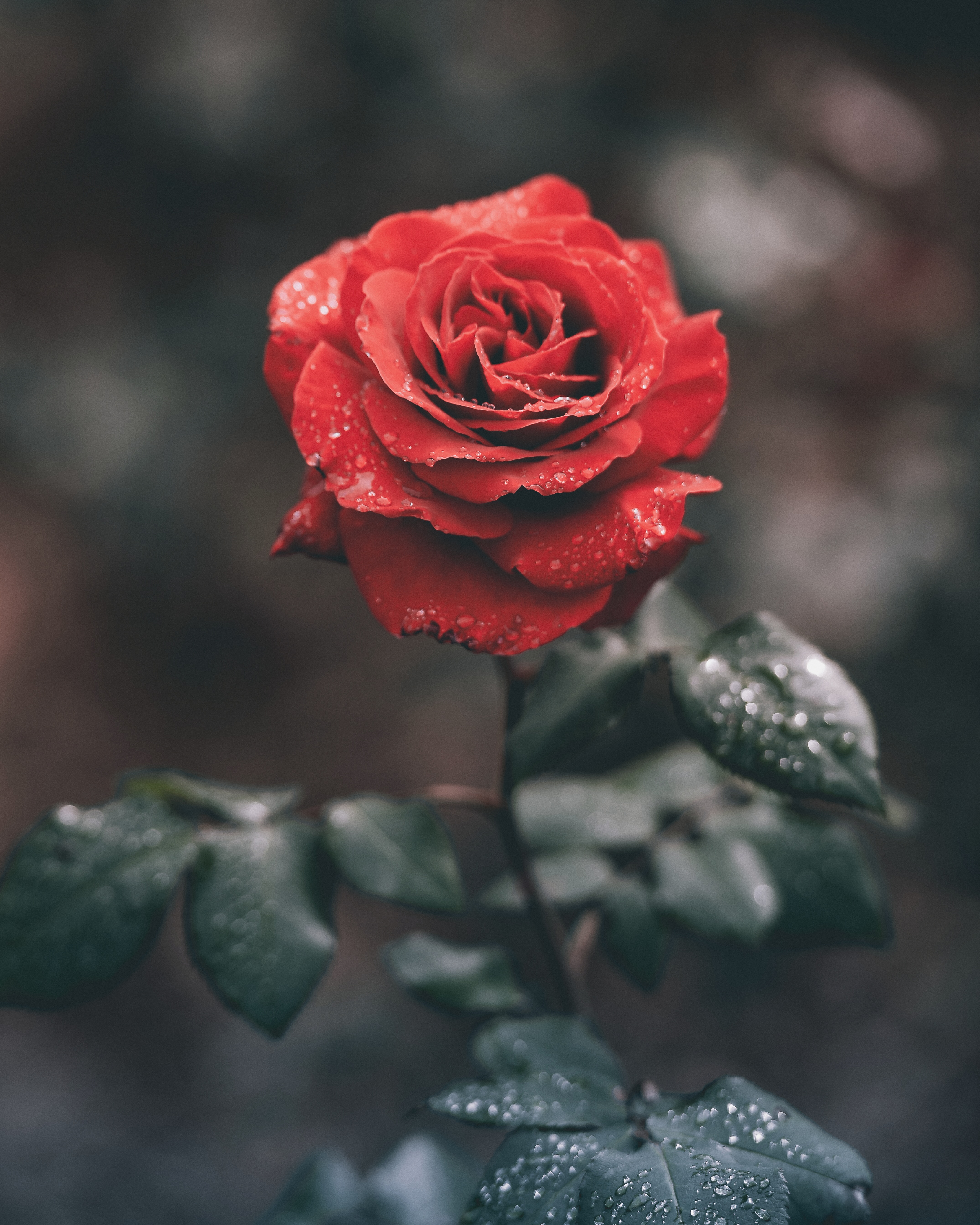 Detail Image Of A Rose Nomer 13