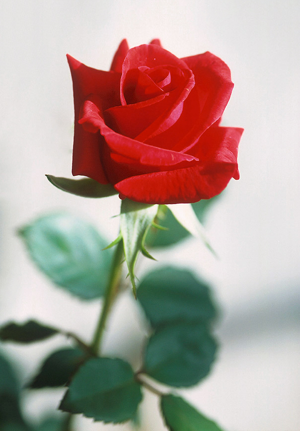 Detail Image Of A Rose Nomer 20