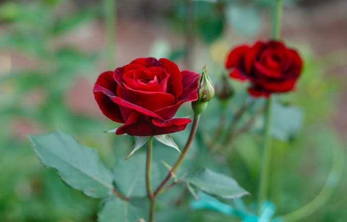 Detail Image Of A Rose Nomer 21