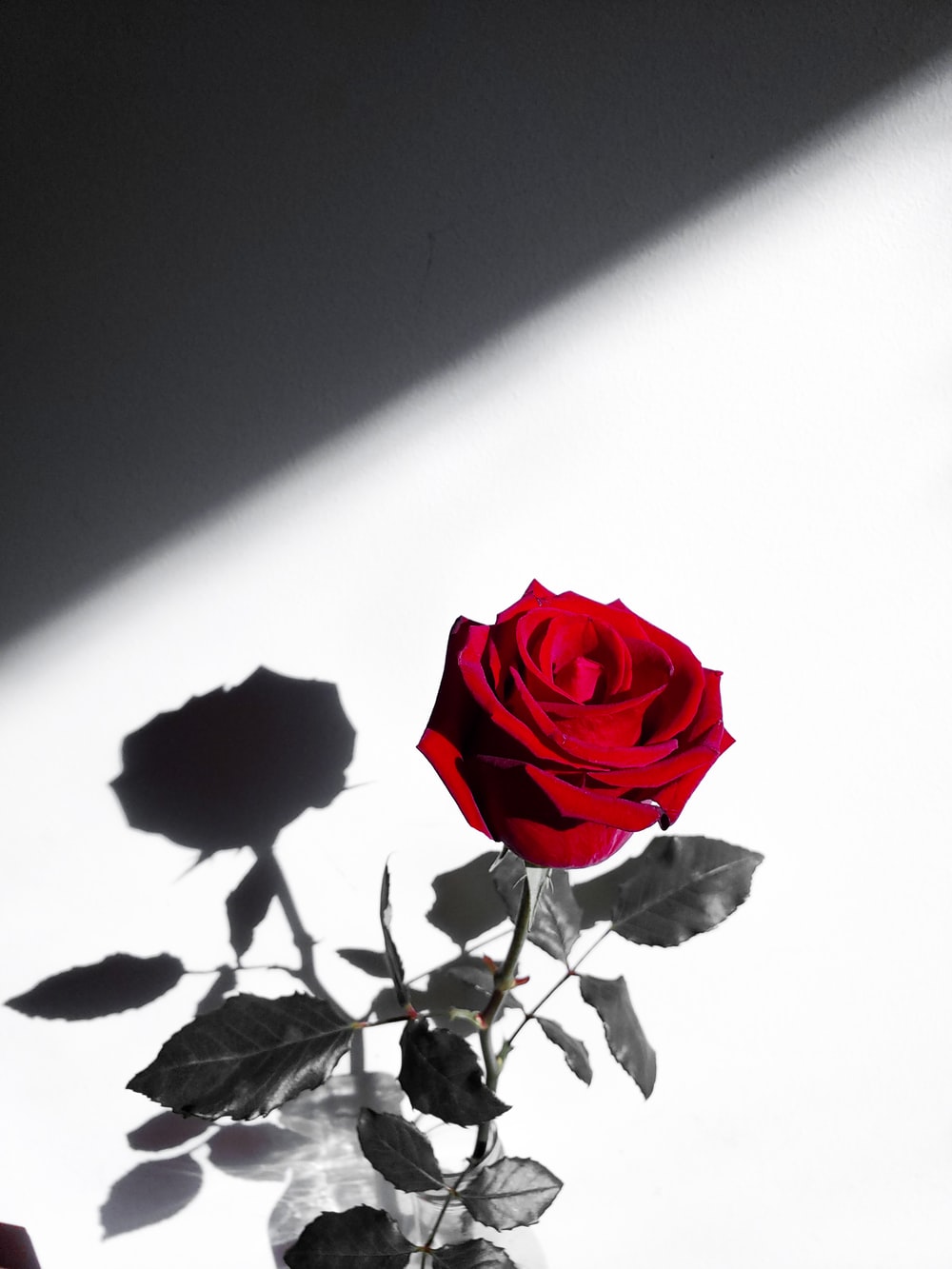 Detail Image Of A Rose Nomer 32